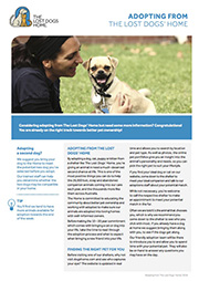 LDH_Adopting from The Lost Dogs Home