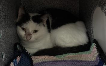 cat adoption photo